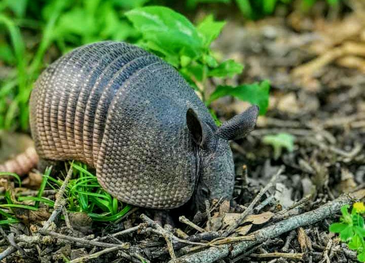 Featured image for “Preliminary info: Lone Star Armadill-O at Cooper Lake State Park, Feb. 17”